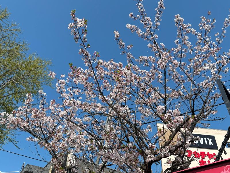 アリオの前の桜